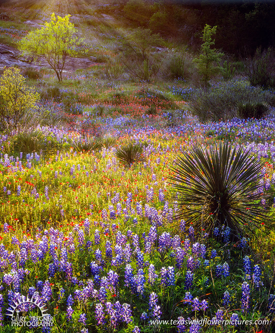 Alone in a Crowd- Texas Wildflowers Landscape by Gary Regner