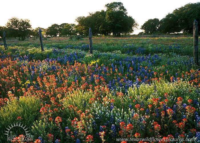 Fence-line - Texas Wildflowers by Gary Regner