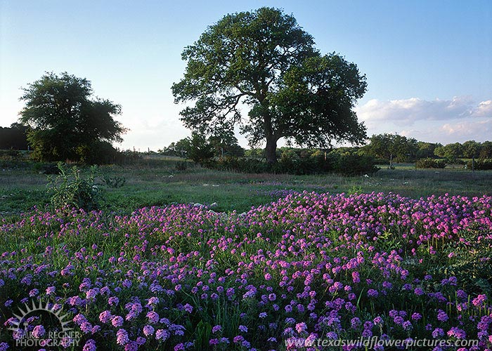 Verbena - Texas Wildflowers by Gary Regner