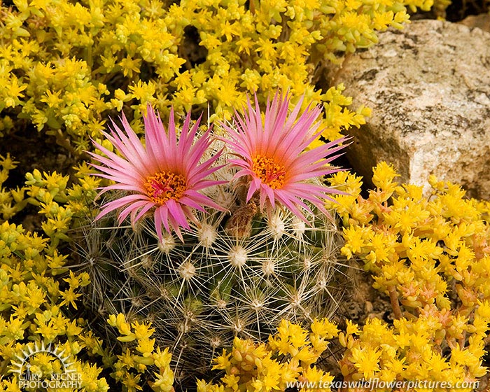 Ball Cactus - Texas Wildflowers by Gary Regner