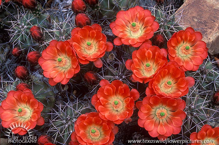 Claret Cup Cactus - Texas Wildflowers by Gary Regner