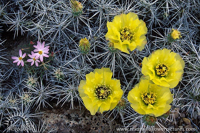 Dog Cholla Cactus - Texas Wildflowers by Gary Regner