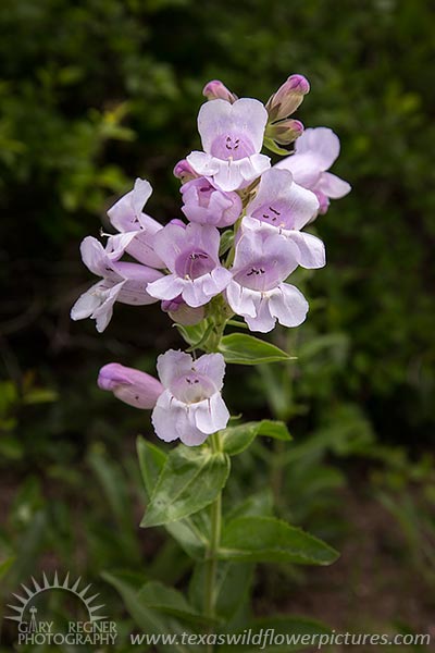 Foxglove - Texas Wildflowers by Gary Regner