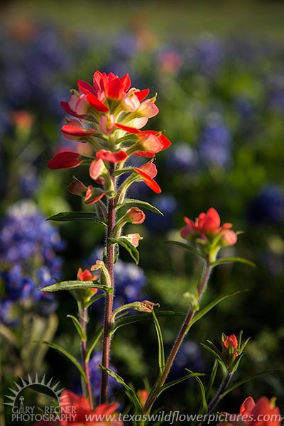 Indian Paintbrush - Texas Wildflowers by Gary Regner