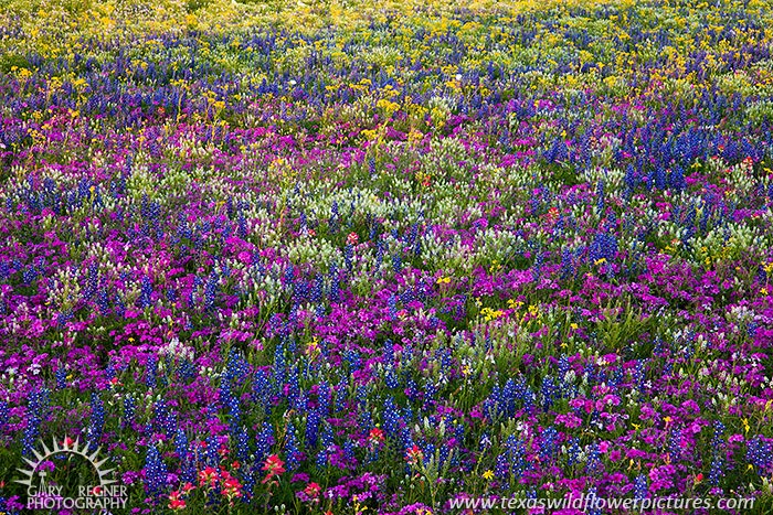 Wildflower Carpet - Texas Wildflowers by Gary Regner