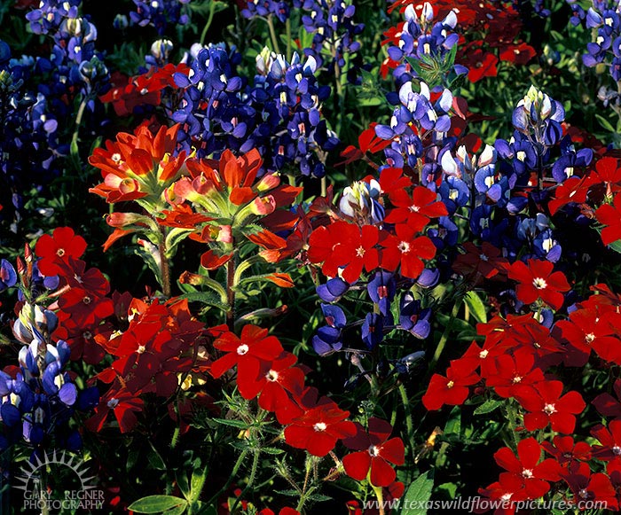La Grange Mix - Texas Wildflowers by Gary Regner