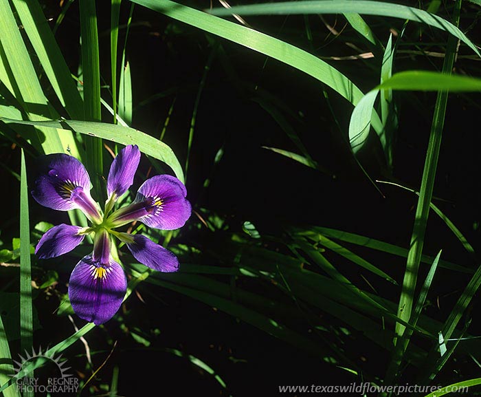 Southern Iris - Texas Wildflowers by Gary Regner