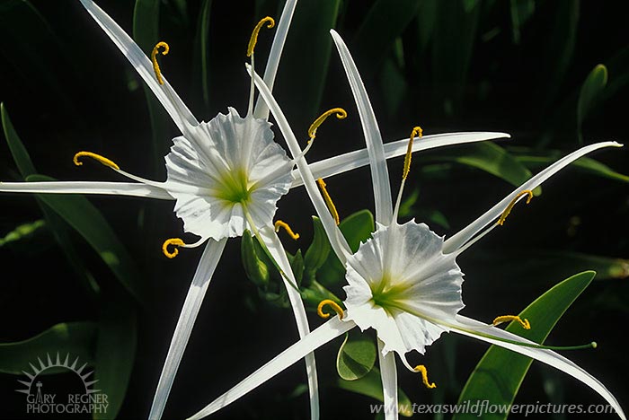 Spider Lily - Texas Wildflowers by Gary Regner