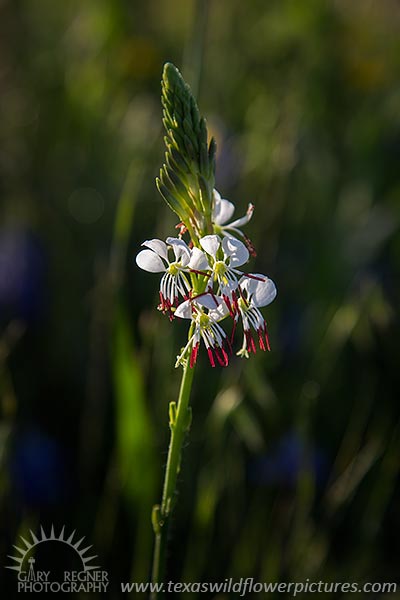 White Gaura - Texas Wildflowers by Gary Regner