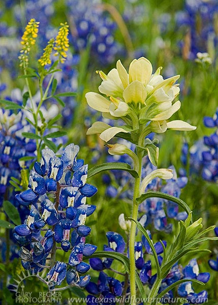 Yellow Paintbrush - Texas Wildflowers by Gary Regner