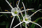 Spider Lily - by Gary Regner