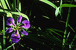 Southern Iris - by Gary Regner
