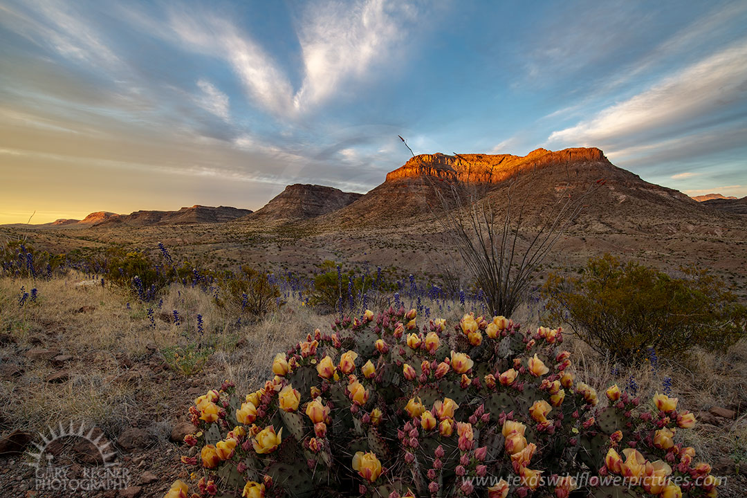 Triangulation Station Mountain - Texas Wildflowers by Gary Regner