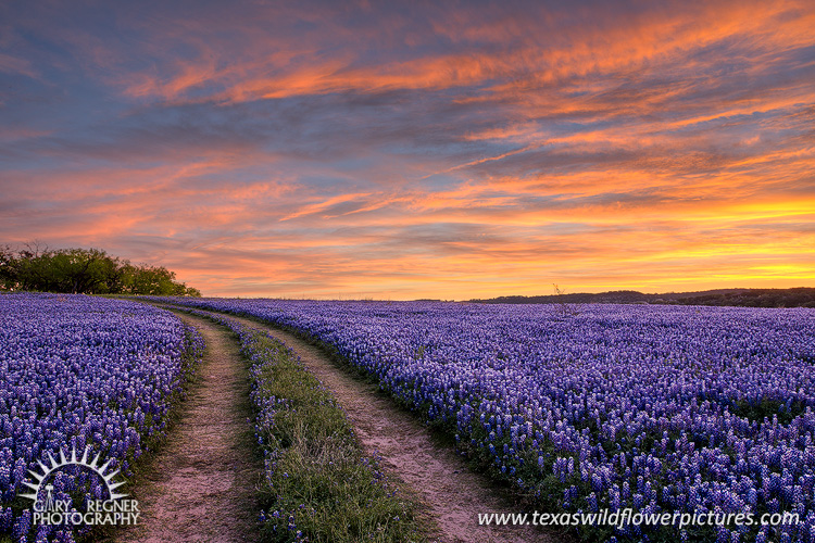 Bluebonnet Road - Texas Wildflowers by Gary Regner