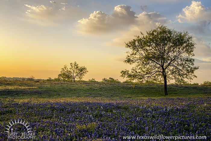 Bluebonnets at sunrise, Ellis County, Texas