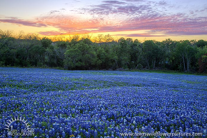 Bluebonnet Sunset, Ellis County, Texas