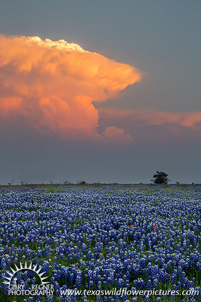 Thunderhead - Texas Wildflowers by Gary Regner