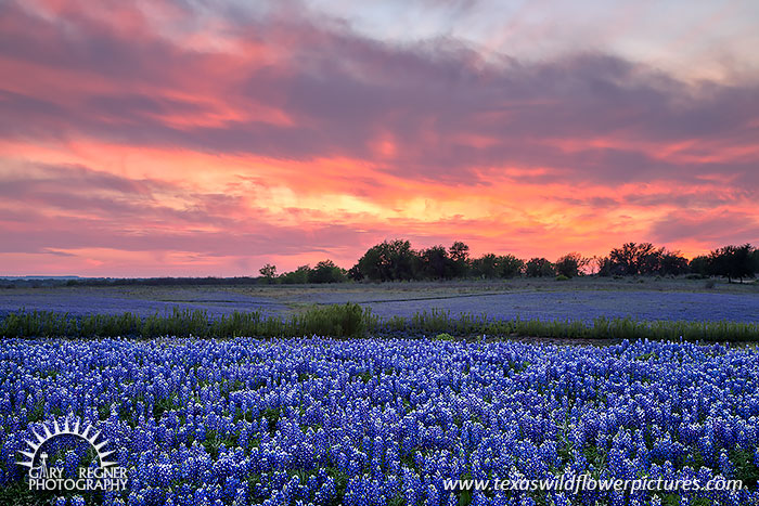 Turkey Bend Sunset - Texas Wildflowers by Gary Regner