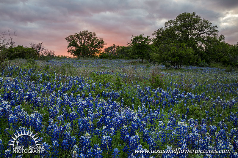 Spring Bluebonnets - Texas Wildflowers, Bluebonnet Sunset Landscape by Gary Regner