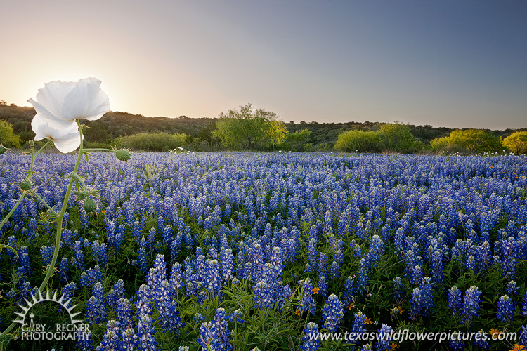 James River Bluebonnets - Texas Wildflowers at Sunset by Gary Regner