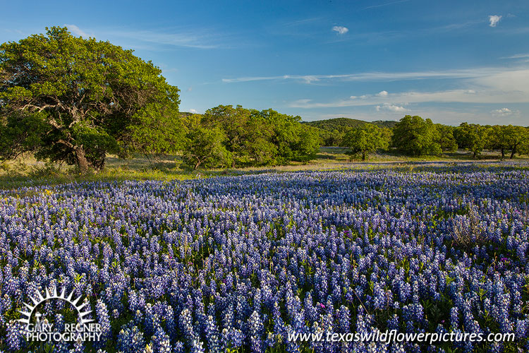 Iconic Hill Country - Texas Wildflowers, Bluebonnets by Gary Regner