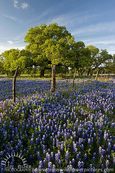County Road - Texas Wildflowers, Bluebonnets in Hill Country by Gary Regner