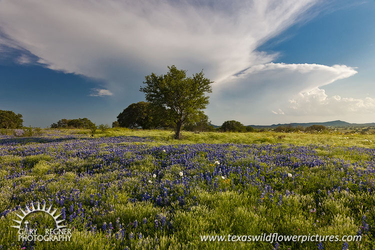 Approaching Storm - Texas Wildflowers by Gary Regner