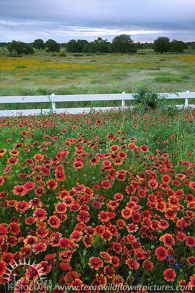 Dawn - Texas Wildflowers, Firewheels by Gary Regner