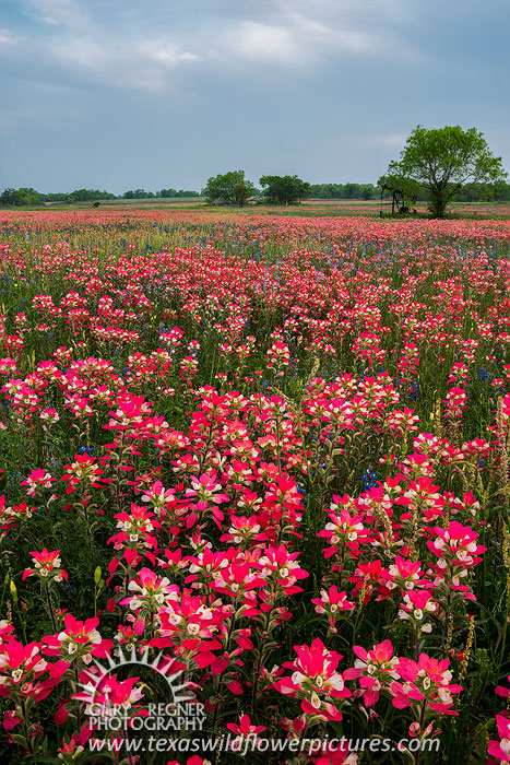 Pump Jack - Texas Wildflowers Landscape by Gary Regner