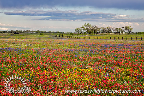 Multicolor Meadow - Texas Wildflowers by Gary Regner