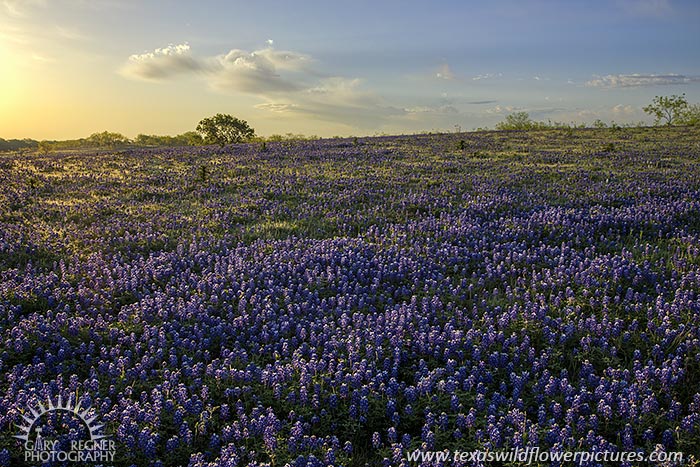 Bathed in Blue, Bluebonnets at Sunrise, Ellis County, Texas