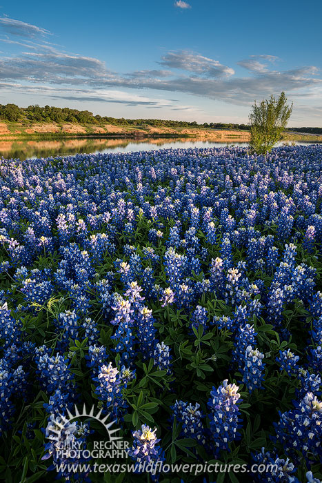 Muleshoe Bend - Texas Wildflowers Landscape by Gary Regner