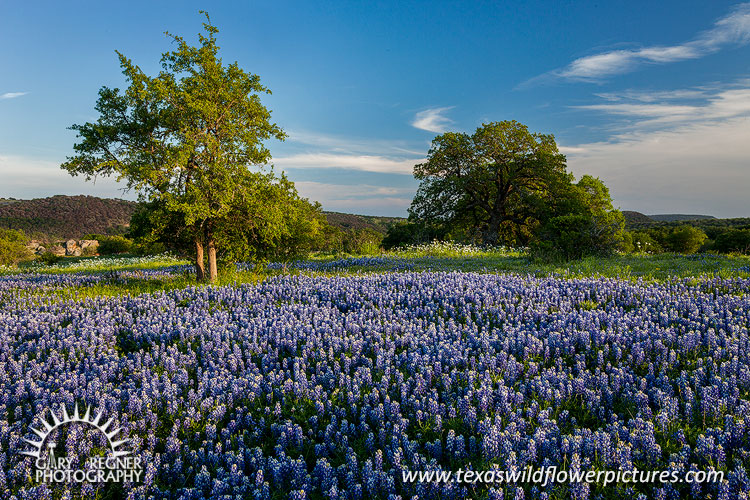 Llano Uplift - Texas Wildflowers by Gary Regner