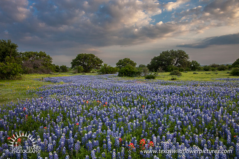 Flowing - Texas Wildflowers by Gary Regner