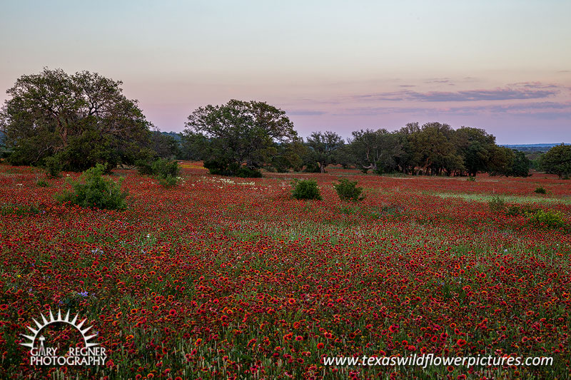 Prairie Fire - Texas Wildflowers, Firewheels Sunset Landscape by Gary Regner