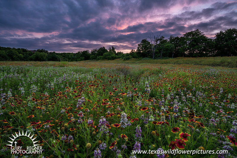 Swanson Park - Texas Wildflowers, Firewheels and Horsemint Sunset Landscape by Gary Regner