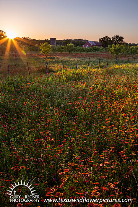 Fade Away - Texas Wildflowers Landscape by Gary Regner