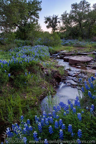 Bluebonnet Creek - Texas Wildflowers along Creek by Gary Regner