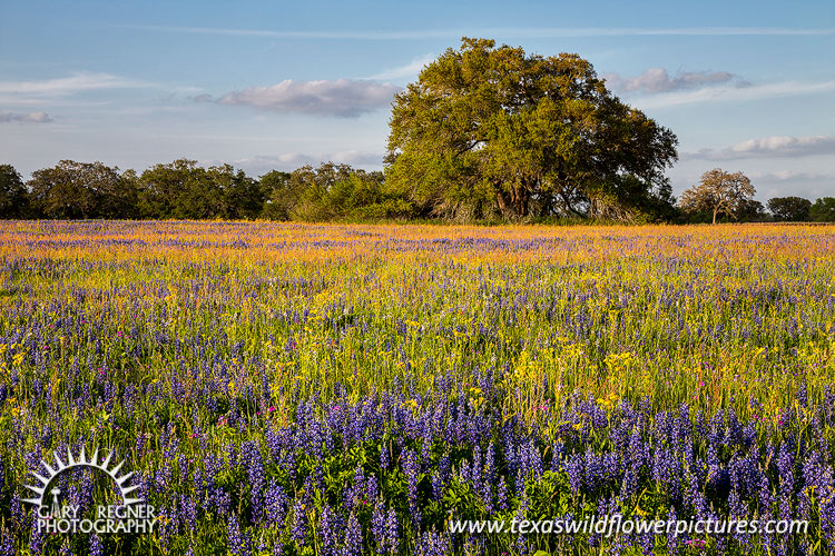 Springtime Prime - Texas Wildflowers Landscape by Gary Regner