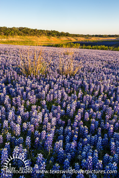 Bluebonnet Lake - Texas Wildflowers by Gary Regner