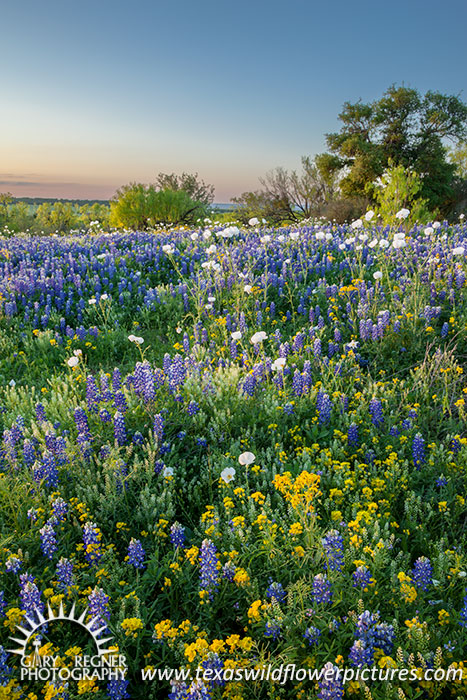 Pastoral Eve - Texas Wildflowers, Bluebonnets by Gary Regner