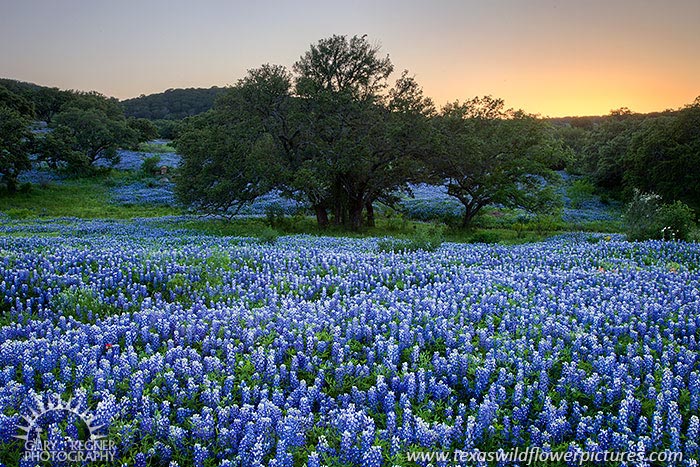 Afterglow - Texas Wildflowers by Gary Regner