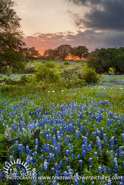 Easter Bonnets - Texas Wildflowers by Gary Regner
