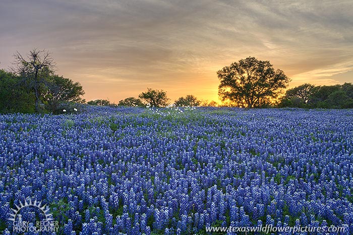 Good Friday - Texas Wildflowers by Gary Regner