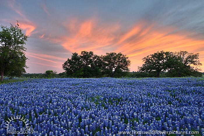 Light Show - Texas Wildflowers by Gary Regner