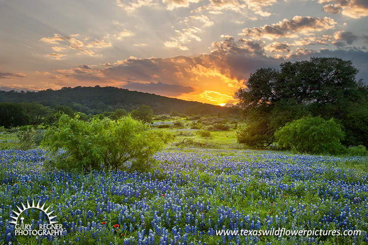 Rays of the Sun - Texas Wildflowers by Gary Regner