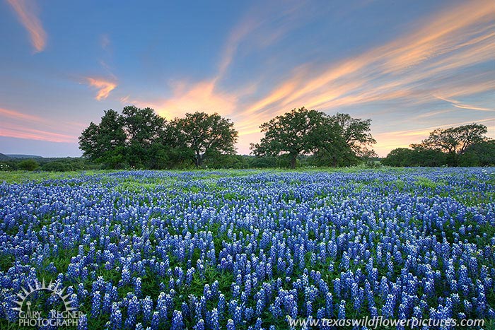 Wisps - Texas Wildflowers by Gary Regner