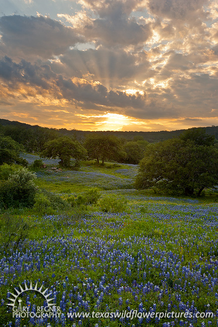Crepuscular Rays - Texas Wildflowers by Gary Regner