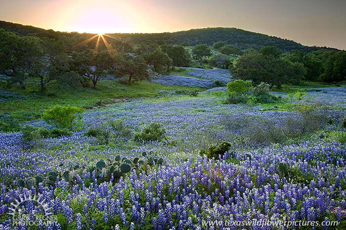 Hillside Blues - Texas Wildflowers by Gary Regner