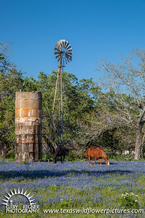 Out to Pasture - Texas Wildflowers and Horses by Gary Regner